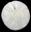 Jurassic Sea Urchin (Clypeus plotti) - England #40228-1